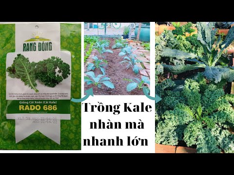 Video #31 Cách trồng cải KALE không tốn thời gian chăm mà... - youtube