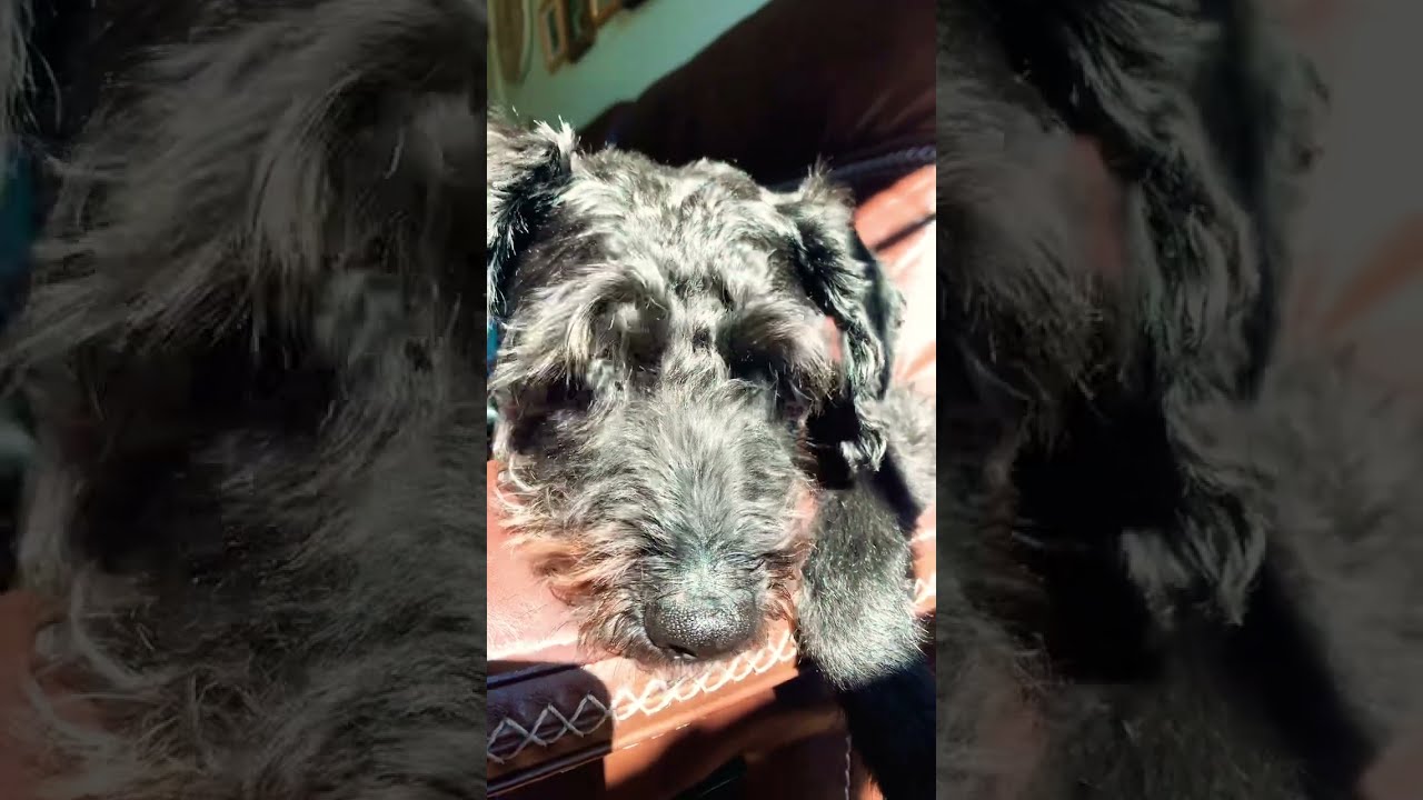 Nostalgic Dog Video 