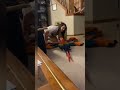birds being idiots #funny #funnyanimals #birds #talkingparot #funnybirds #Short