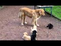 hovawart mum teaching her puppies submission in a playfull way