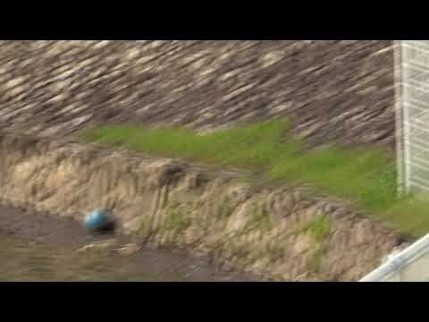 飛んでいるツバメを撮ってみた