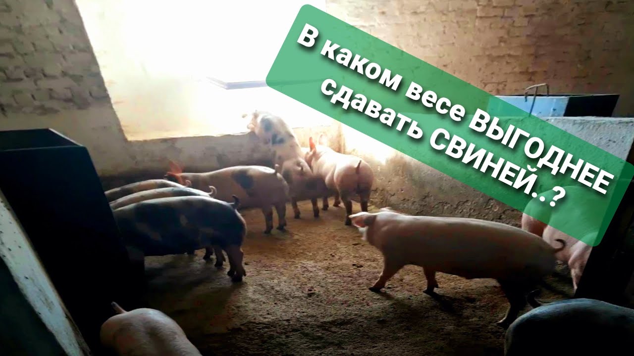 Сдам свинью. Бункер для поросят. Кормушка для свиней.