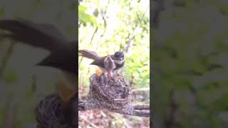 A Devoted Mother Bird Feeding Her Hungry Chicks in the Nest.#birds #parrot #lovebirds #cutebirds