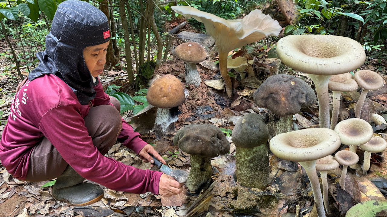 มื้อนี้เข้าป่าหาเห็ดหลังจากบ้ได้มาหลายมื้อได้เห็ดผึ้งดำเห๋็ดผึ้งเลือดเห็ดพุงกบหมานๆ 9/8/67