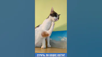 Стричь ли кошке когти? #shorts