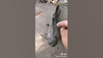 سبحان الله .. {وَجَعَلْنَا مِنَ الْمَاءِ كُلَّ شَيْءٍ حَي} - سورة الأنبياء - الآية (30)