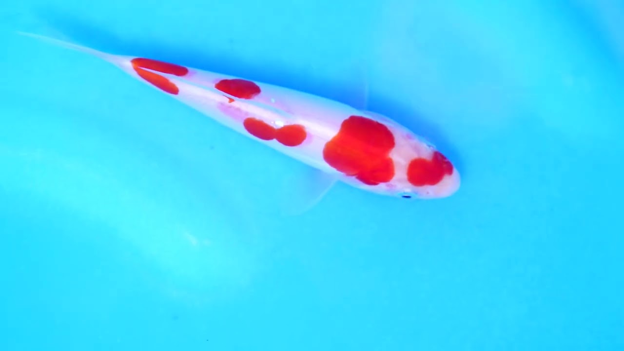 若鯉大会スペシャルオークション！】260302-172の出品鯉のご紹介