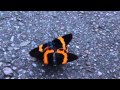 Butterfly Porn 3
