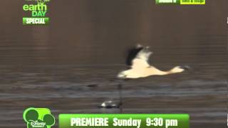 Crimson Wing Music Promo