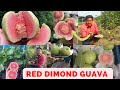 Red diamond guava farming a lucrative opportunity for indian farmers in 2023