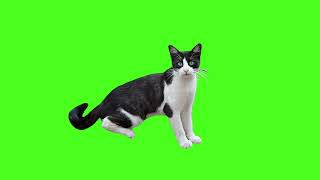 Green Screen Cat No Copyright Graphics For Projects Chroma Key