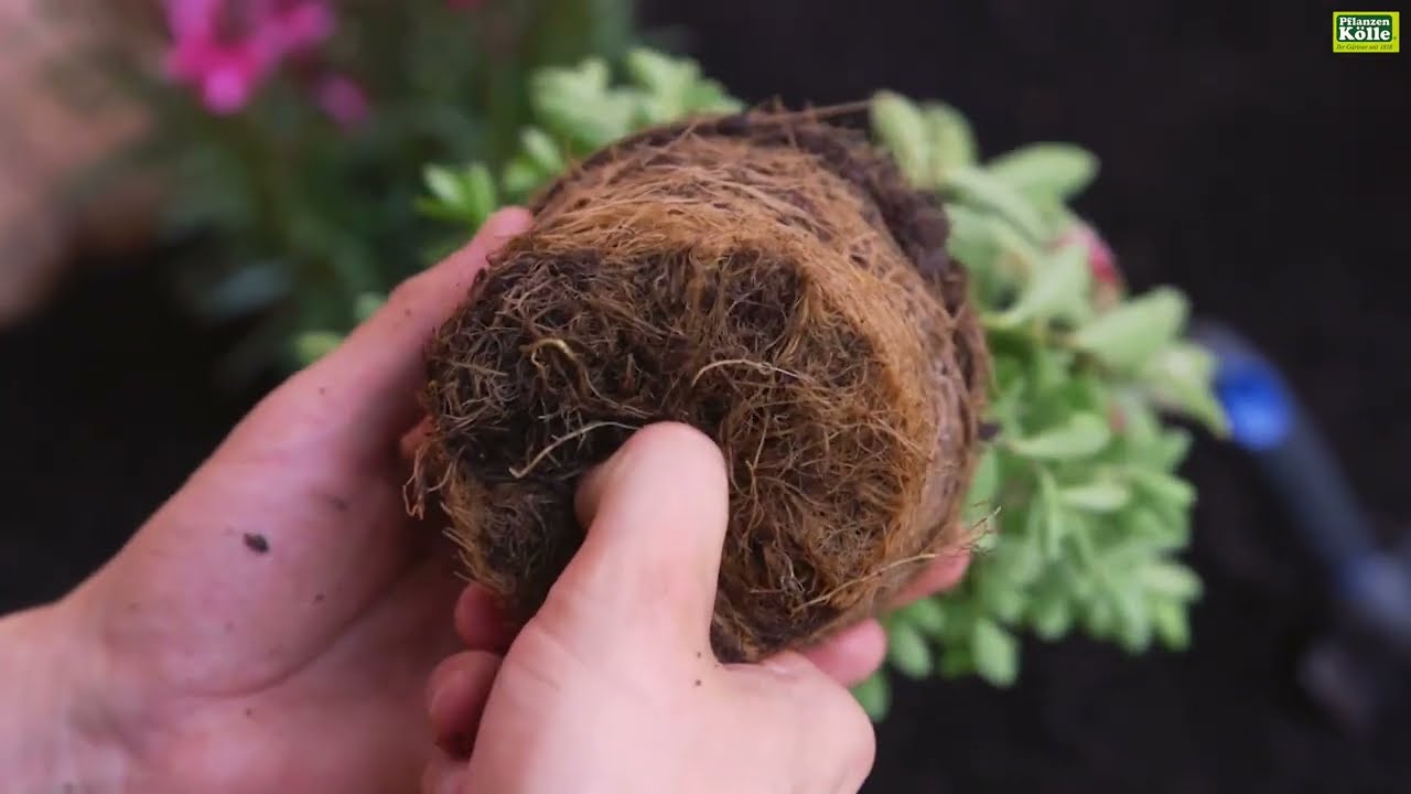 welcher dnger fr weie hortensien Purgrn Hortensie-Annabell-Dnger 1 Liter