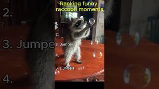 Celebrity Ranking Funny Raccoon Moments Profile