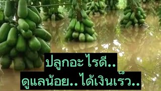 ตัวอย่าง มีวันหยุด 1 วัน ปลูกอะไร ให้ได้เงินเร็ว อยู่ได้นานๆ ดูแลน้อย