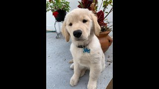 Willow's Puppy Training! First Day! by Robin & Willow Delicious Living 863 views 5 months ago 3 minutes, 45 seconds