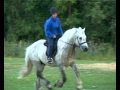 Josethdene - Highland pony stallion