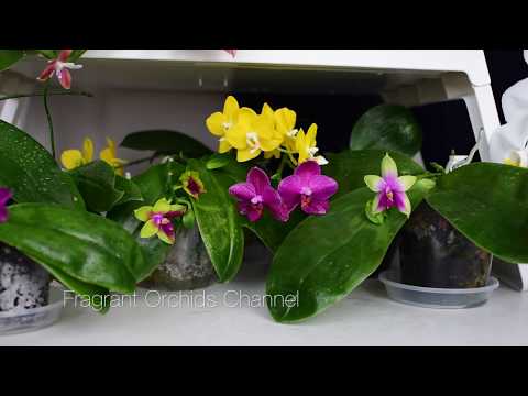 Vídeo: Quines Plantes Floreixen Tot L’estiu