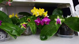 Цветение июня азиатских ароматных фалаенопсисов:Bellina, Violacea, Mariae, Bear Queen, Tetraspis C1