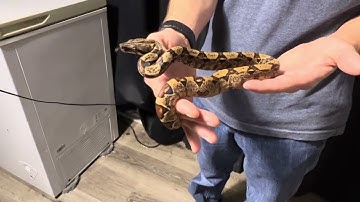 A great 2025 baby IMG hypo boa. 25-09M #snake #boaconstrictor #reptile
