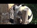 So sweet! Twin pandas Pit and Paule celebrate 1st birthday at Berlin zoo with ice cake