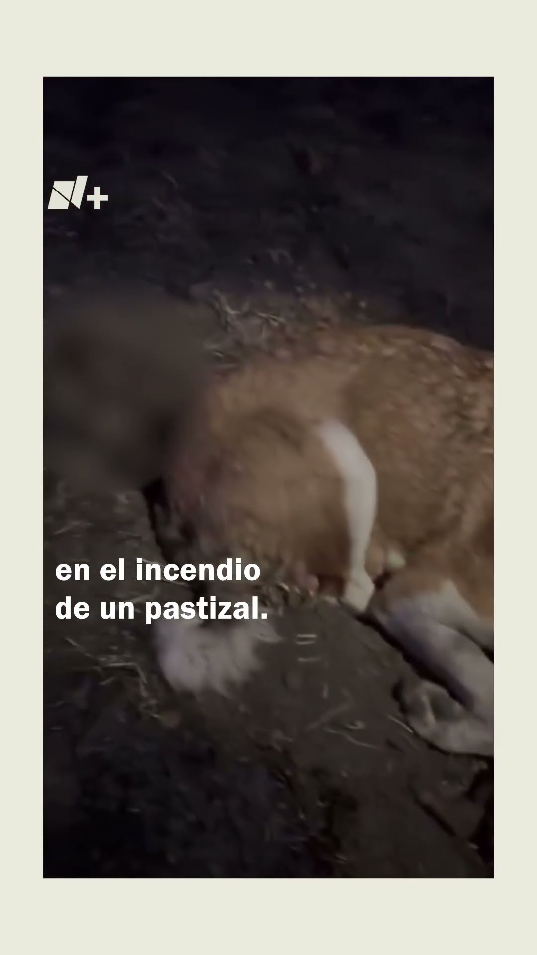 Perrita se niega a abandonar cuerpos quemados de sus cachorros - N+ #Shorts