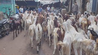 GHATKOPAR BAKRA BAZAAR | AMMAR GOAT FARM | Flat 430/kg