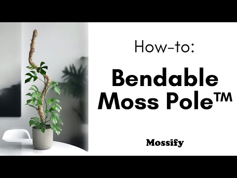 Mossify - Reusable Plant Tape
