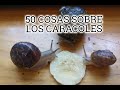 50 COSAS SOBRE LOS CARACOLES