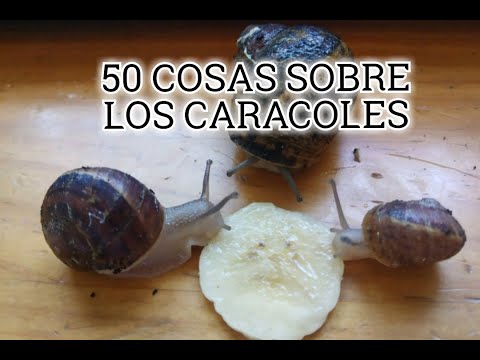 Video: ¿Qué más no sabíamos sobre los caracoles?