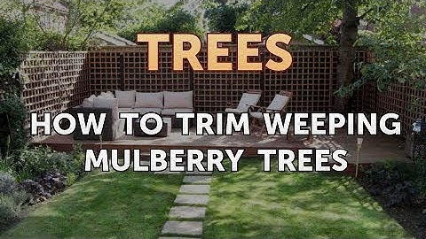 How to Trim Weeping Mulberry Trees