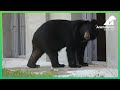 Bear Caged For 20 Years Steps Outside For First Time 🥰