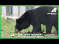 Bear Caged For 20 Years Steps Outside For First Time 🥰