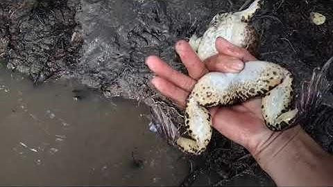 Cắm câu ếch mùa nước nổi