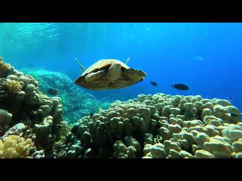 Abu Dabbab Marsa Alam - Red Sea Snorkeling