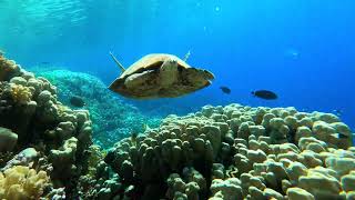 Abu Dabbab Marsa Alam - Red Sea Snorkeling