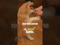 Teach Your Dog Drop