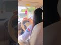 Punjabi girl drive car status reel   cute punjabi girl   shorts  punjabi  jatti