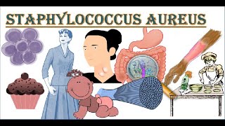 Staphylococcus aureus | MRSA  | Methicillin resistant Staphylococcus aureus | microbiology lecture