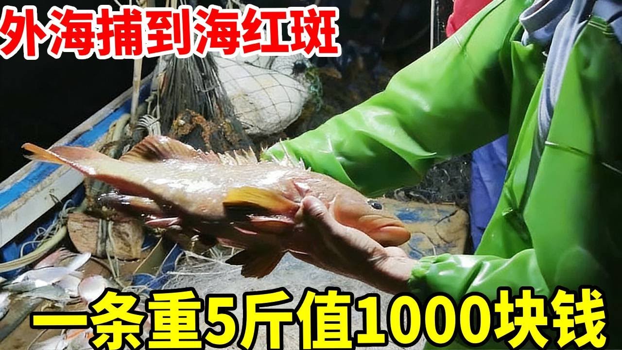 终于在外海捕到海红斑了，这条要两斤多，至少能值个一千块钱