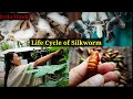 Life Cycle of Silkworm/Eri silkworm/Amfulatha