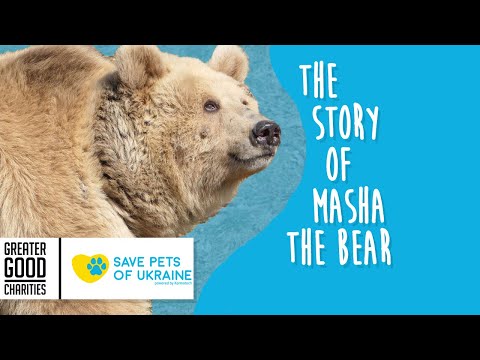 Masha the Bear