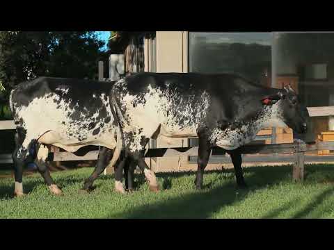 LOTE 47 AFRODITE FIV DA SEMPRE VIVA   1281