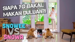 DITINGGAL KELUAR DAN MEREKA GA BOLEH MAKAN! | SNOWEE AND SNOWA