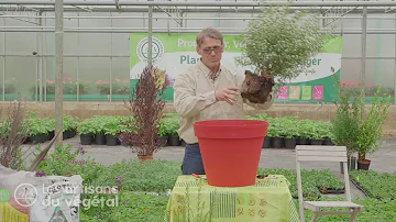 Quel arbuste à mettre en pot ?