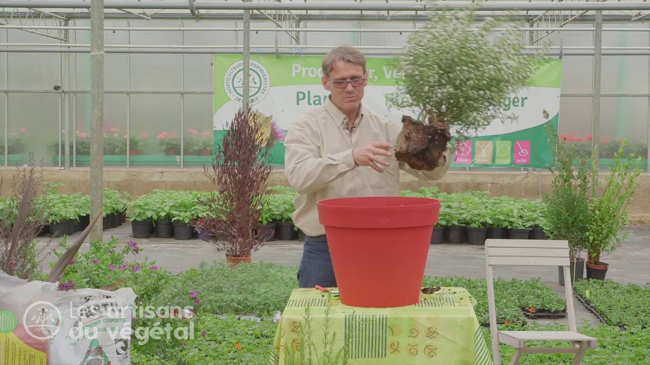Comment planter un arbuste en pot pour votre terrasse ? youtube Soveværelse planter