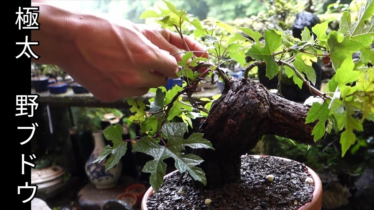 Bonsai Diary 盆栽日記 92 山採り盆栽の手入れ 整枝 極太野ブドウに花 Youtube Bonsai Diary 盆栽日記 92 山採り盆栽の手入れ 整枝 極太野ブドウに花 Youtube