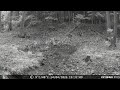 Forest Mud Pool & Its Visitors | Hidden Wildlife Camera Moments