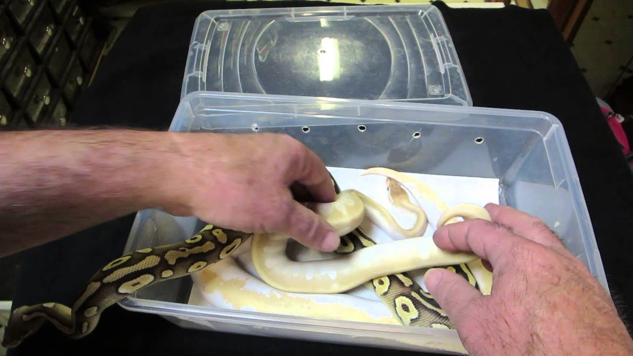 rat snakes in alabama Brian Gundy Shares Some 2013 Favorites and Hold backs