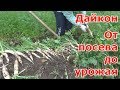 Всё о дайконе.  От посева до урожая