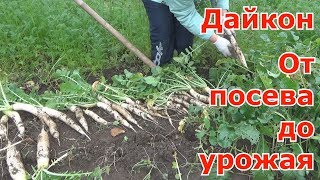 Всё о выращивании дайконе. Всё по уходу за дайконом от посева до урожая. Вырастить совсем не сложно